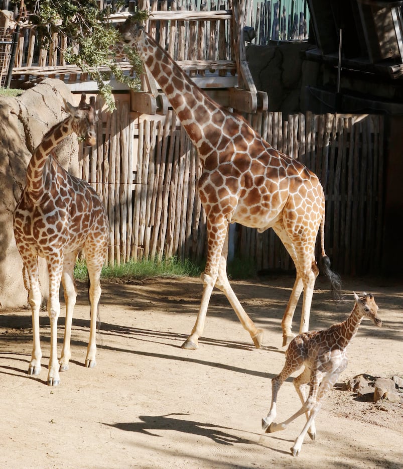 Three-week-old giraffe calf Tsavo, foreground, born late last month to the Dallas Zoo's...