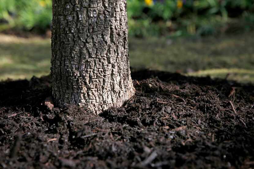 
Do not pile mulch up at the base of a tree. This photo shows improper mulching around the...