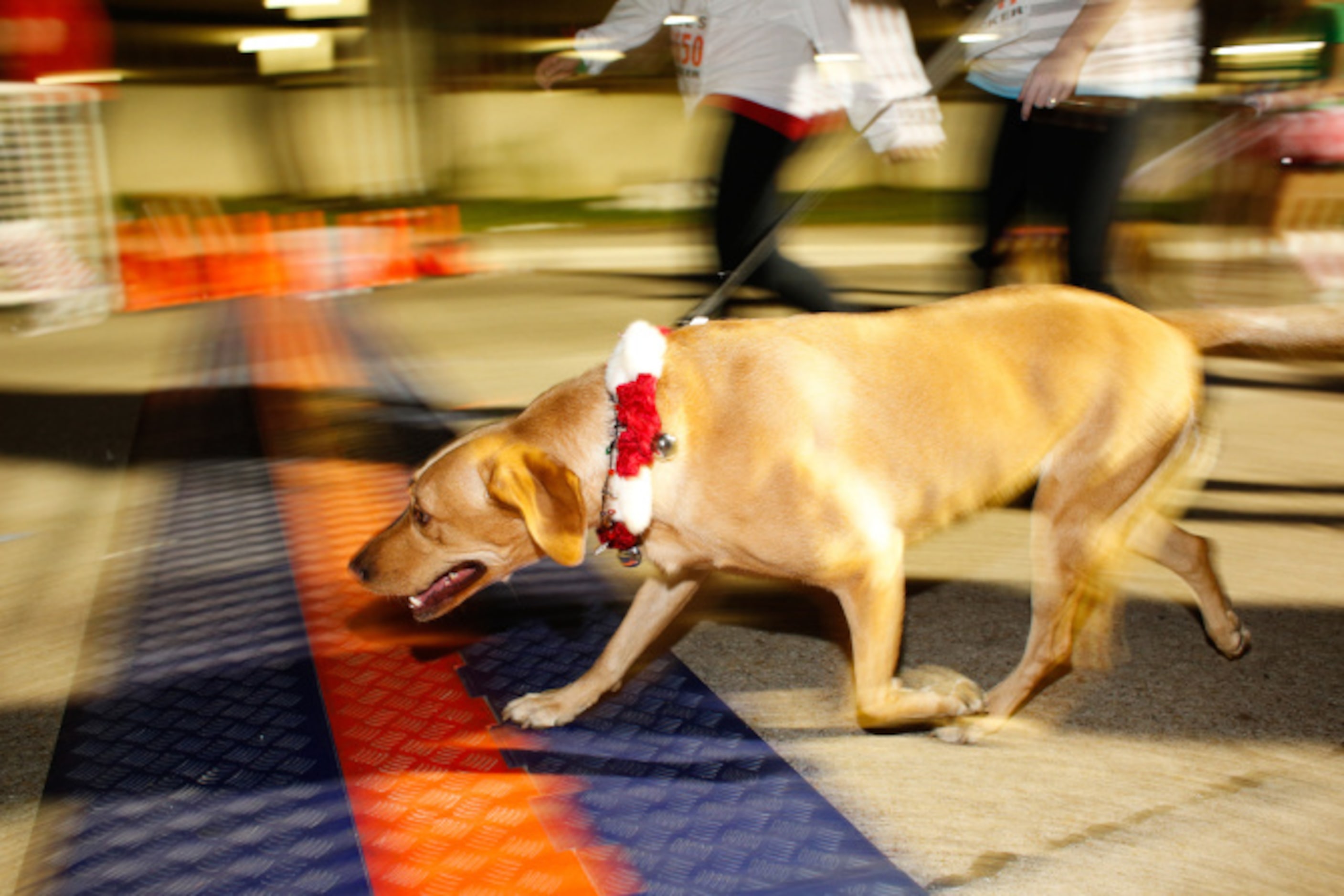 Thousands of runners take the streets for the Jingle Bell Run outside the Hilton Anatole in...