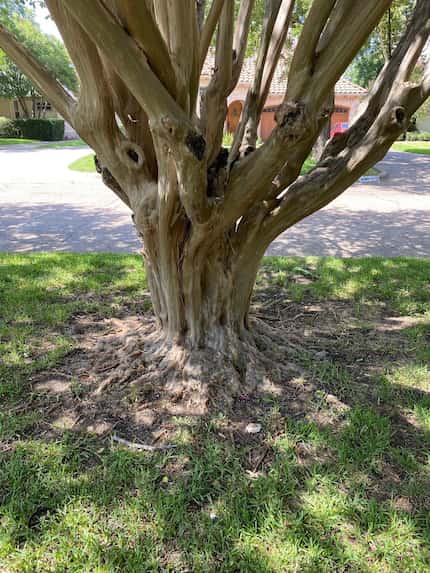Leaving a crape myrtle's root flare dramatically exposed will reduce stress in trees and...