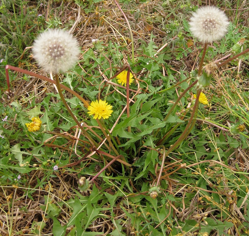 Dandelion