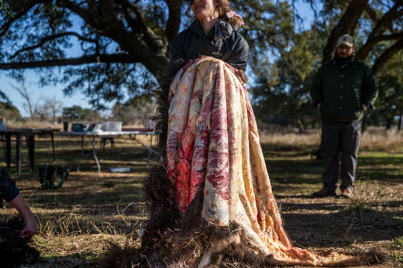 Katie Forrest, co-owner of Roam Ranch, lifts a bison hide for soaking following a daylong...