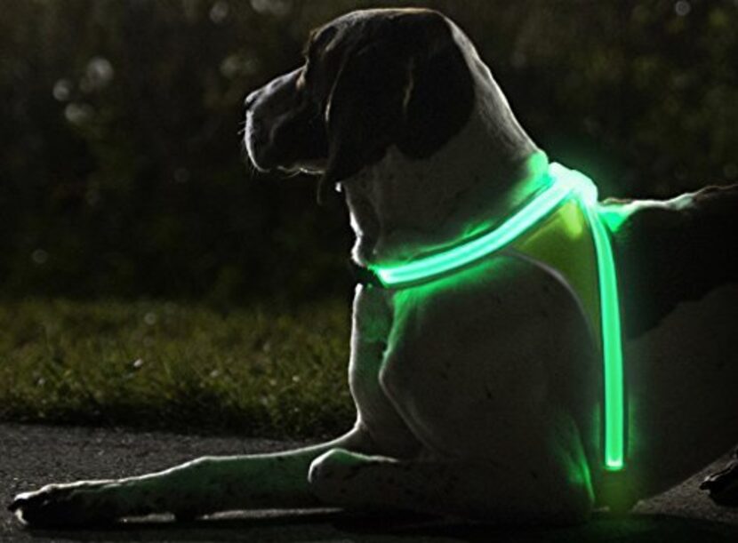 You and your pooch can both be seen with NoxGear