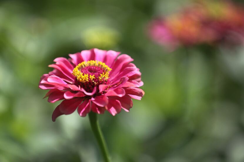 A zinnia bloom is pictured in a trial bed at the Plant Trials Field Day at the Dallas...