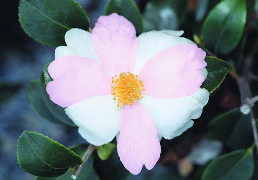 
Camellia sasanqua 'Yume' is a small, fall-blooming plant that is ideal for a patio...