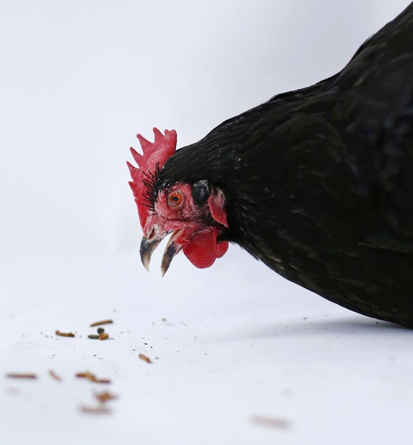 
Rosemary enjoys eating mealworms in the backyard of Mariana Greene. 
