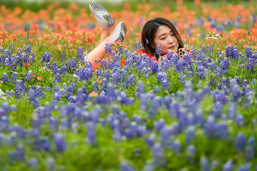 Alex Lee, of Carrollton, takes a photo at ground level in a field of bluebonnets at...