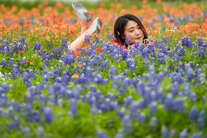 Alex Lee, of Carrollton, takes a photo at ground level in a field of bluebonnets at...