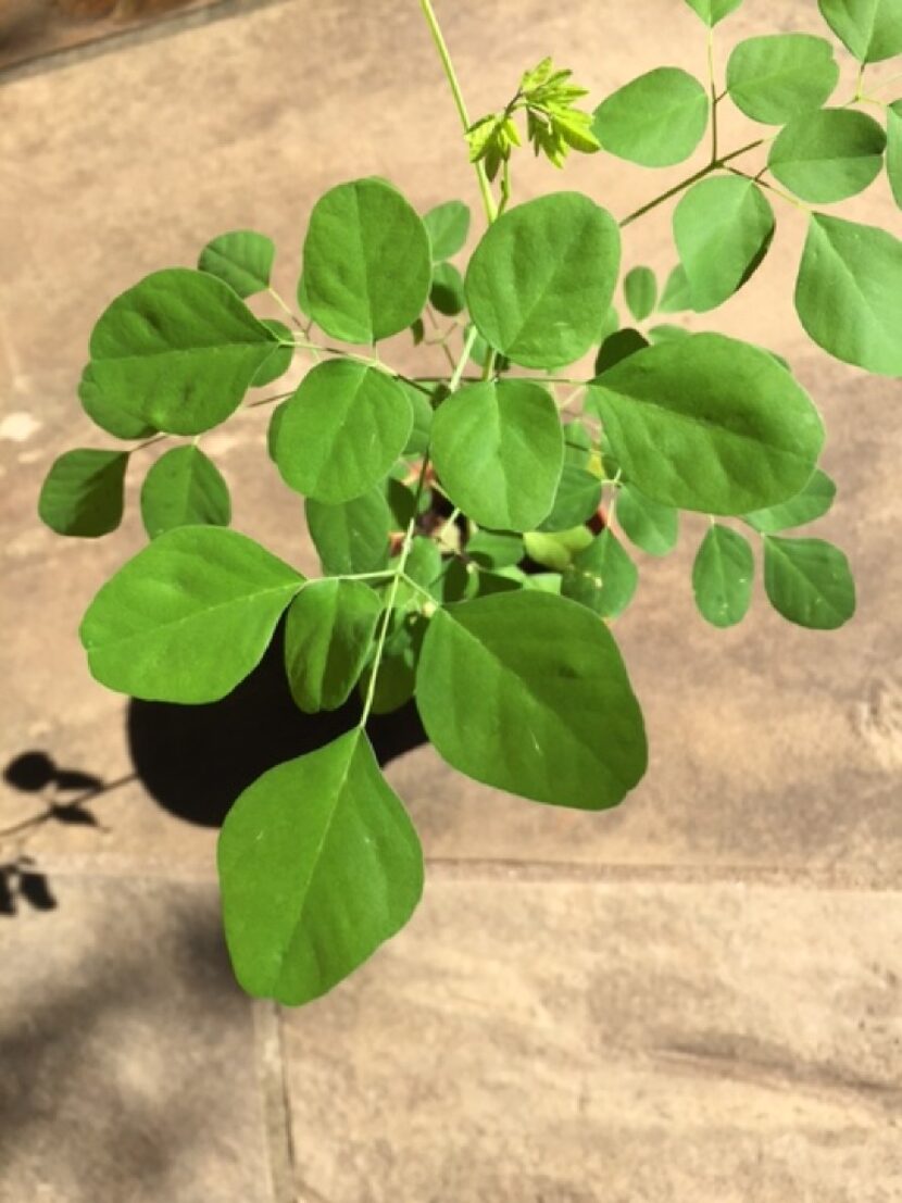 The nutrient value of moringa tree leaves is said to be very high.