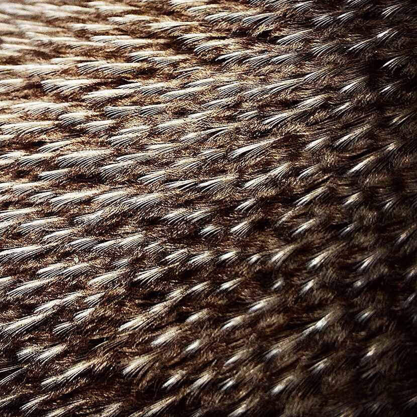  The feathers of Sid, an African penguin, at the Dallas Zoo on Jan. 29, 2015. (Rose Baca/The...