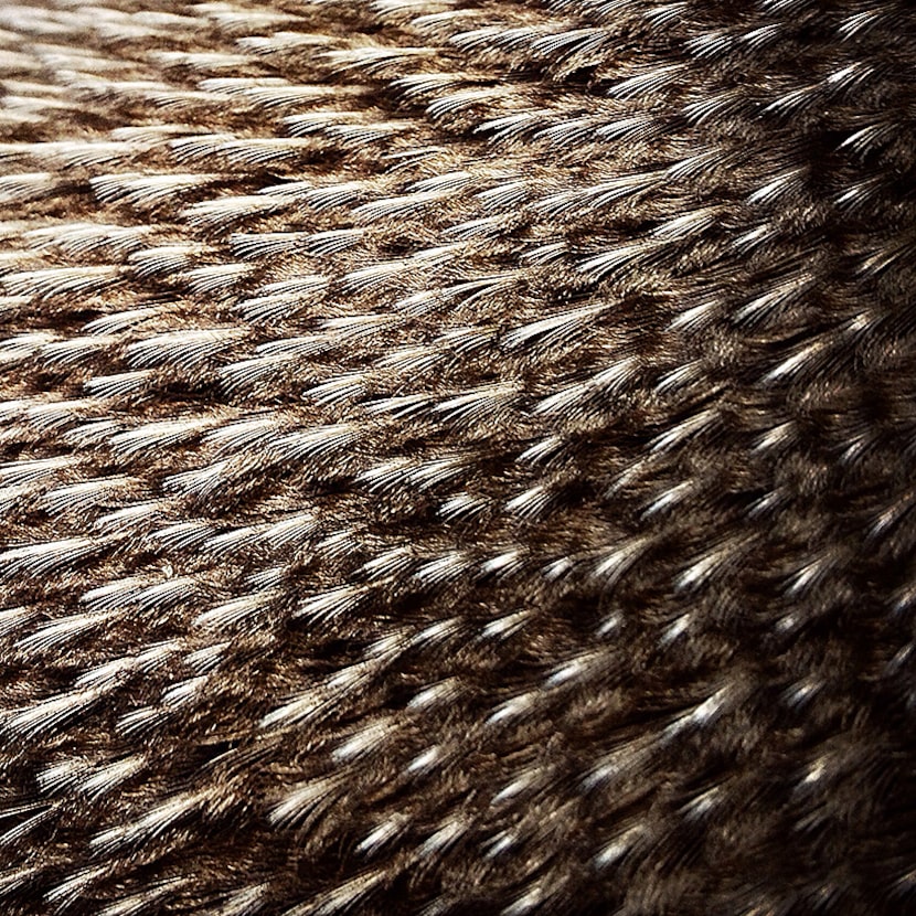  The feathers of Sid, an African penguin, at the Dallas Zoo on Jan. 29, 2015. (Rose Baca/The...