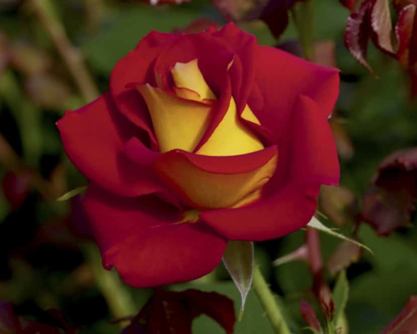 Newly introduced 'Ketchup & Mustard' rose is a hybrid tea with prolific blooms of deep red...