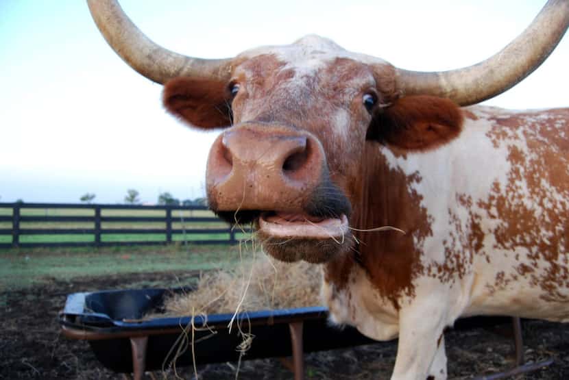 A longhorn at Southfork Ranch eats hay in the early morning, long before tourists begin...