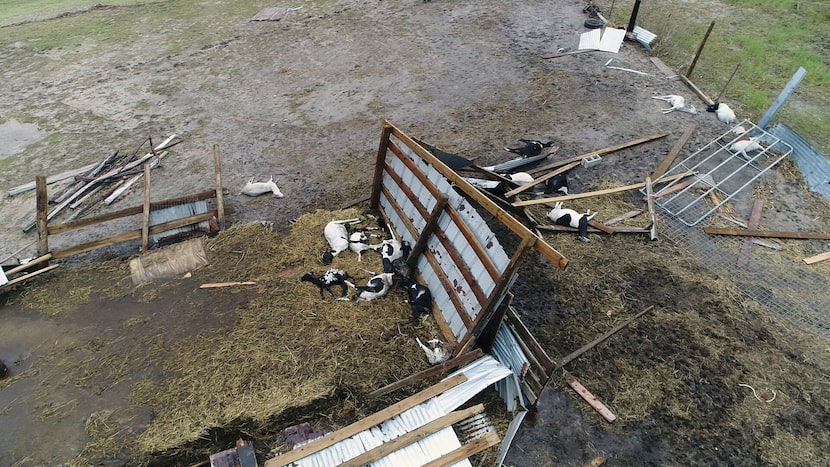 This aerial image shows dead cows in the wake of Hurricane Harvey on Monday, Aug. 28, 2017,...