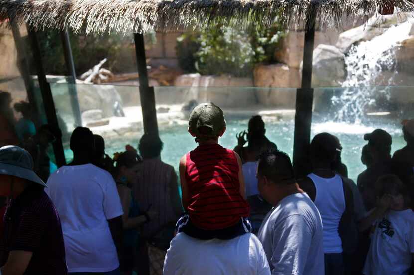  The penguin exhibit during Dollar Day at the Dallas Zoo on Thursday, July 16, 2015. (Nathan...