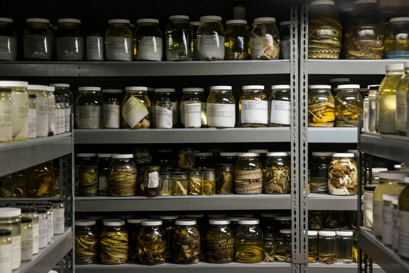 Reptiles are preserved in jars of ethanol at the University of Texas at Arlington's...