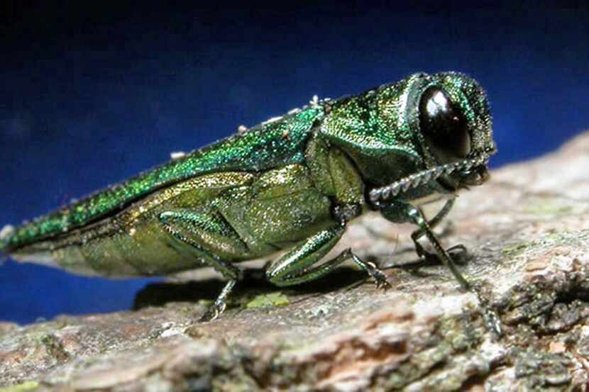 Highly destructive emerald ash borers, which kill ash trees, are metallic green and about...