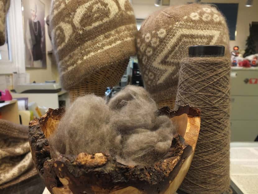 Raw fur from musk ox and the yarn it produces are placed beside the headgear it produces....