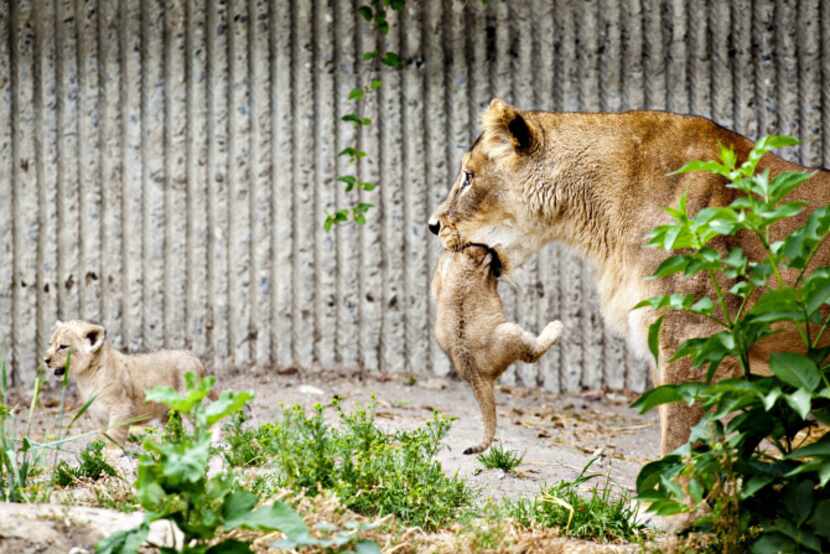 A lioness carries one of her two lion cubs, a male and a female, as they are presented to...