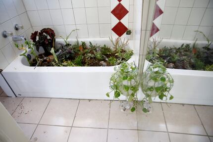 Texas plants grow harmoniously in repurposed bathtubs. 