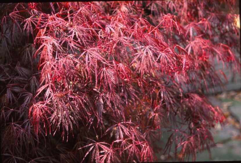 The Crimson Queen Japanese maple tree shows beautiful new spring growth.