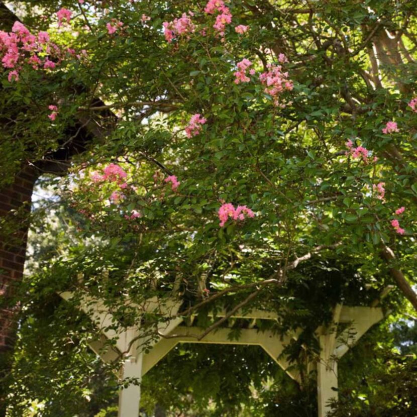 Crape myrtles figured in Chestina Welty's 1925 list of trees and shrubs intended to provide...