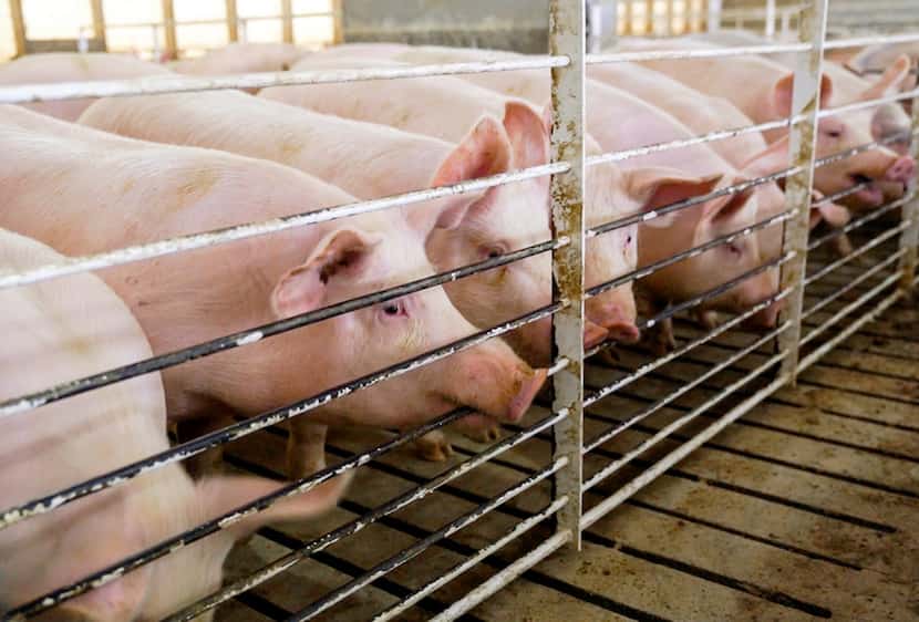 Pigs belonging to Iowa farmer Jeff Rehder stand in their shed. Rehder stands to lose money...