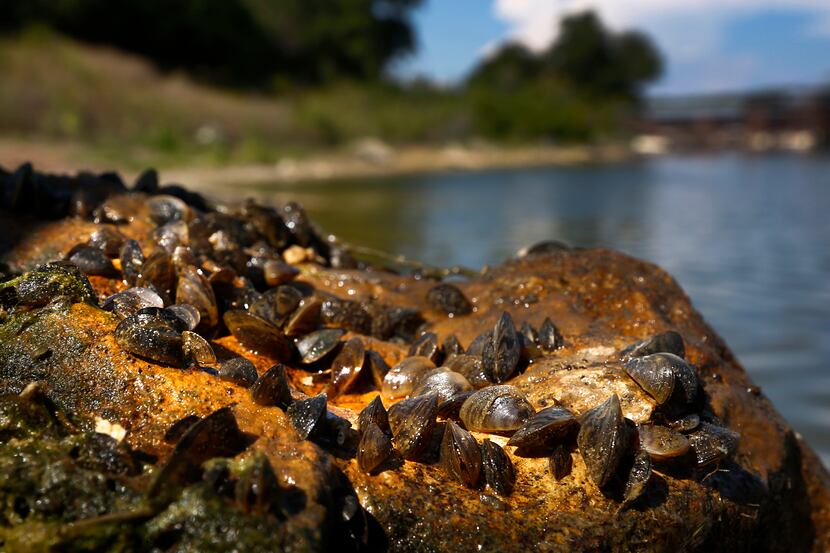 Small dime-sized Zebra Mussels are seen on an overturned rock at Lake Texoma, Saturday July...