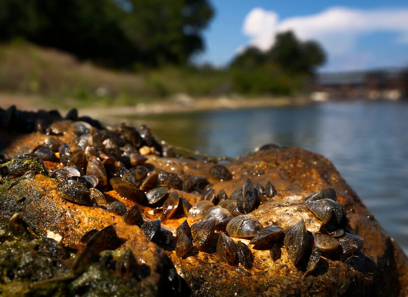 Small dime-sized Zebra Mussels are seen on an overturned rock at Lake Texoma, Saturday July...