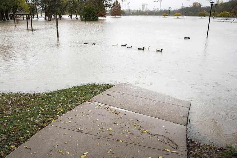  Birds float over a volleyball court as floodwater covers Towne Lake Park on Friday, Nov....