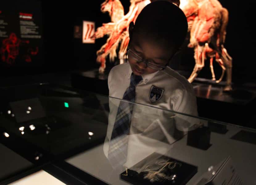 The Animal Inside Out exhibit opened Wednesday, September 18, 2013, at the Perot Museum of...