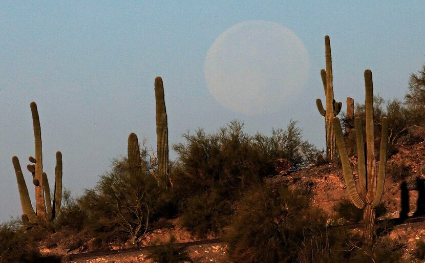 A supermoon descends over saguaro cactus Tuesday, Nov. 15, 2016, in Phoenix. 