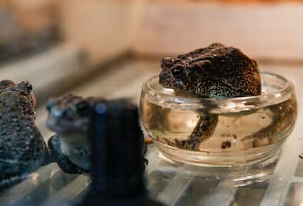 One of the Dallas Zoo's 50 Houston toads sits in a container on Wednesday, April 13, 2022....