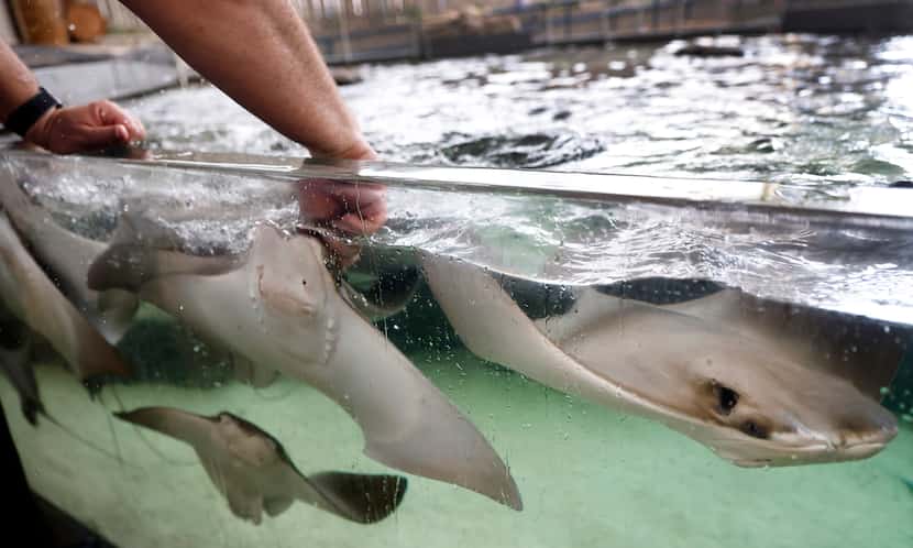 Visitors can pet the Cownose rays in an outdoor exhibit at The Children's Aquarium at Fair...