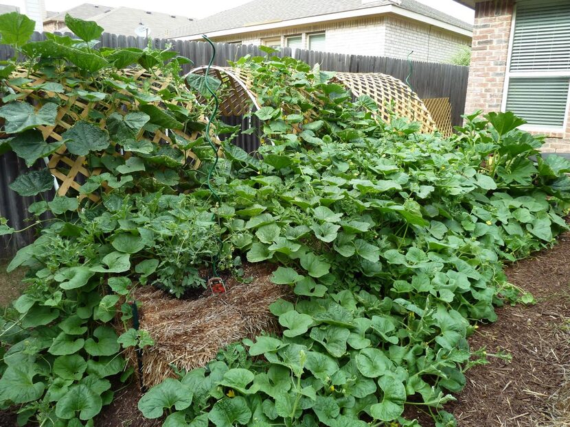 
Japanese cucumbers planted in bales covered lattices at Stephen Larriva’s straw bale garden...