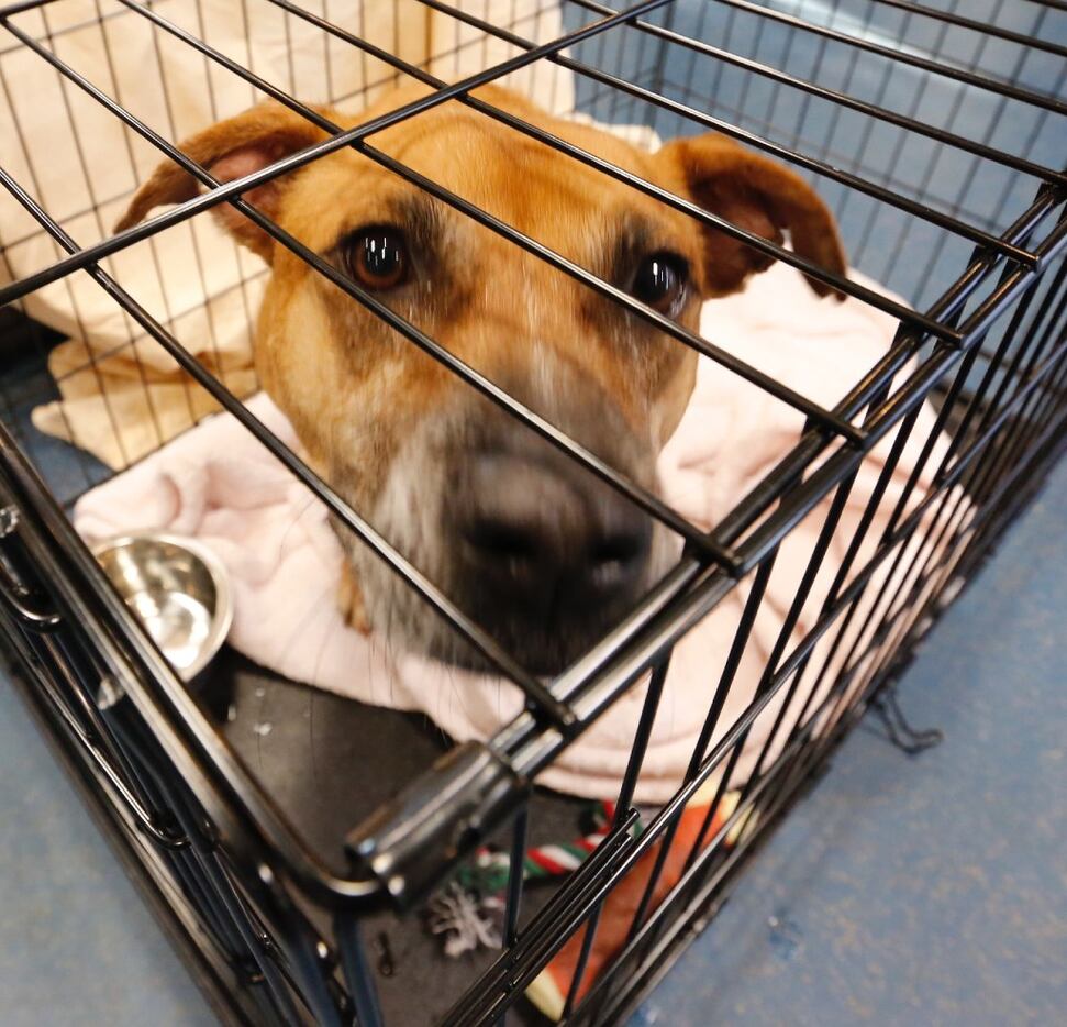 Cinnamon, a female Shepard-mix at the Dallas DogRRR's temporary shelter in Irving, Texas...