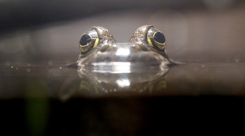 A bullfrog peers above the water in a display at the Trinity River Audubon Center, where...