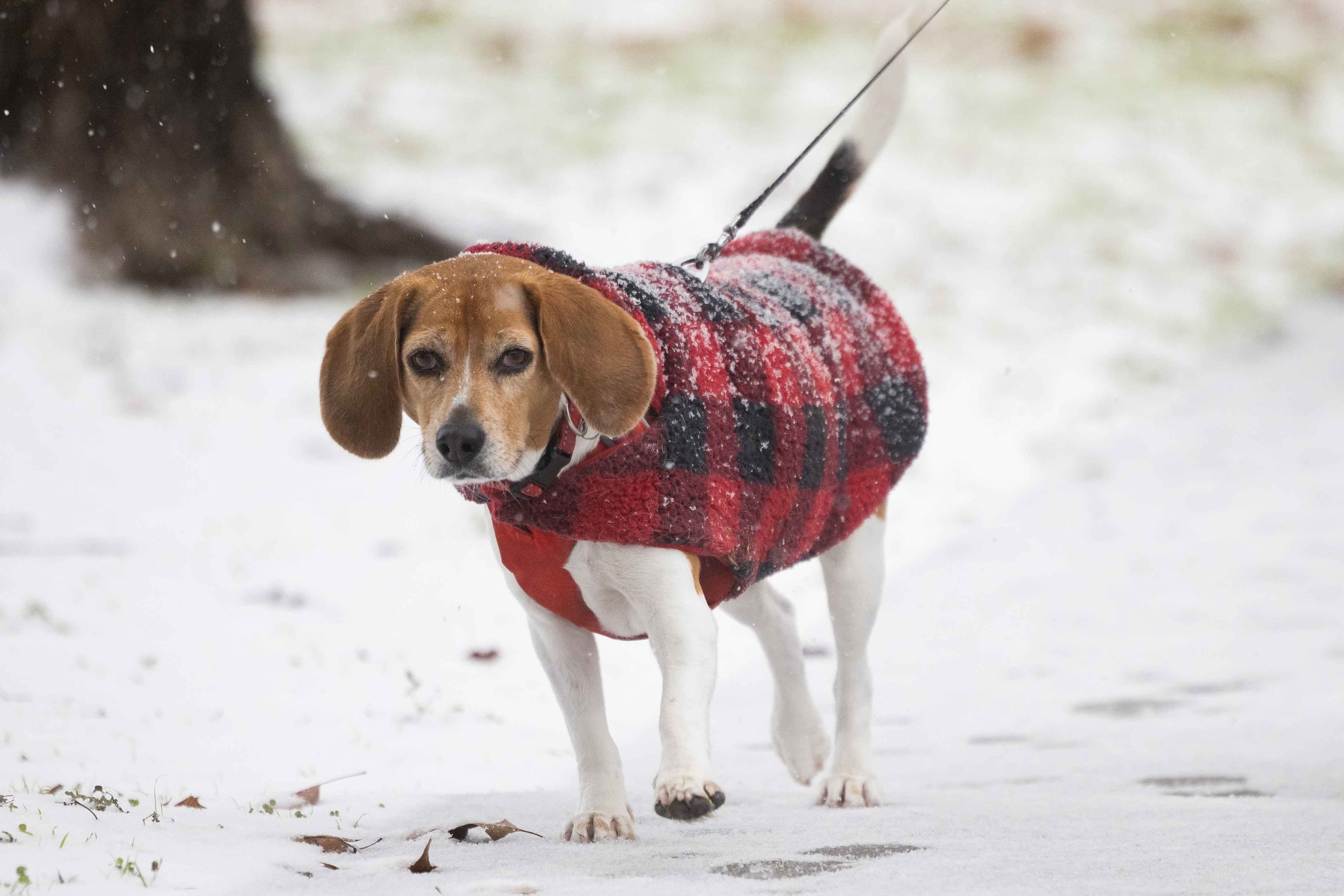 Holly Nichols and George Richardson walk dog Honey at Frankford Park in Dallas as snow falls...