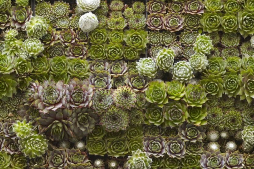 Detail of vertical wall garden containing dozens of low-water succulents in a manufactured...