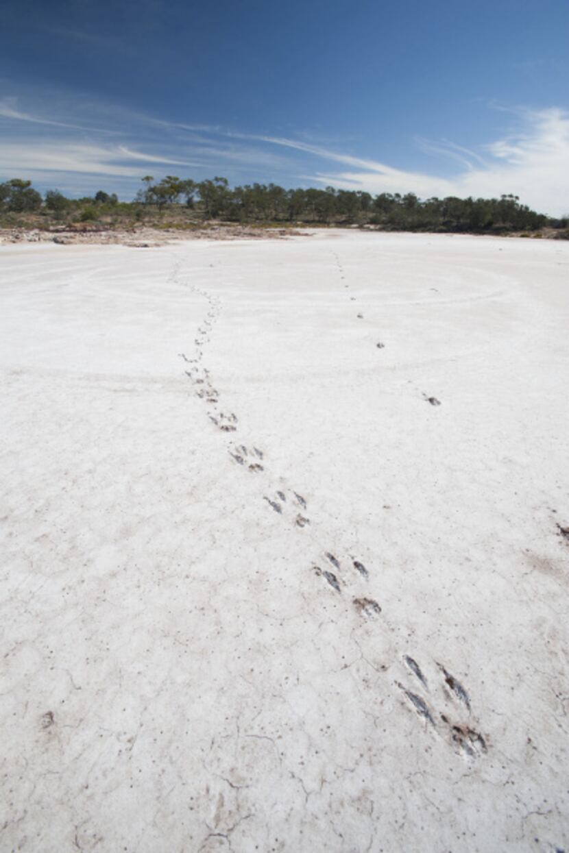 At Lake Sturt outside South Australia's Port Lincoln, kangaroos leave differing footprints...