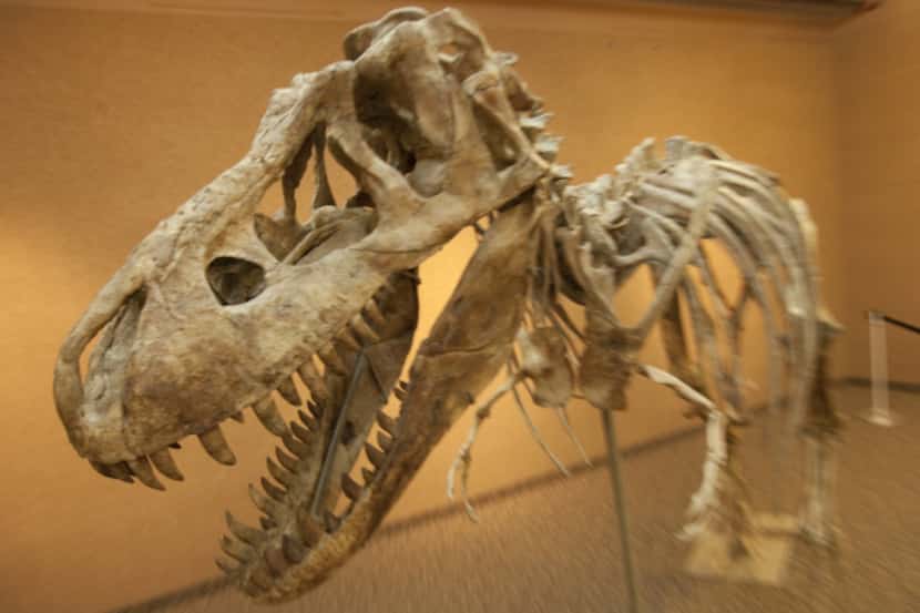 The 12-foot-tall, 23-foot-long, 75 percent complete Tyrannosaurus bataar is the slightly...
