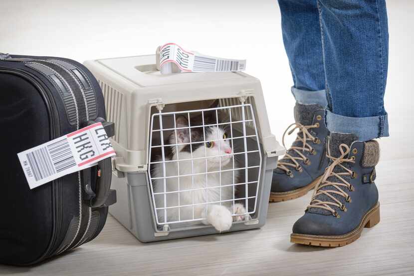 Un gato en una caja de viajero.