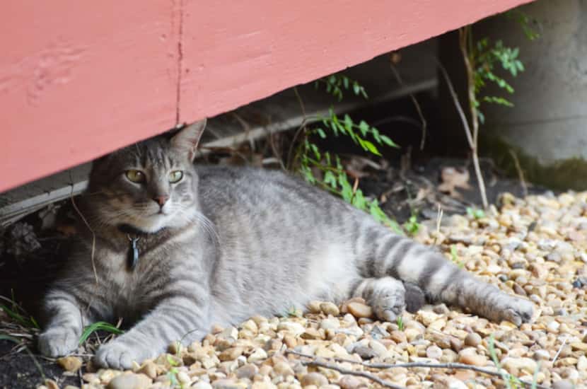 Chester the cat, of McKinney's Chestnut Square Historic Village likes his patrol post under...