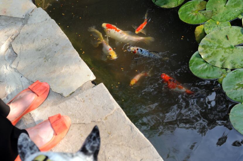 Fish swim inside the pond with waterlilies on the property of Lisa and Mark Domiteaux in...