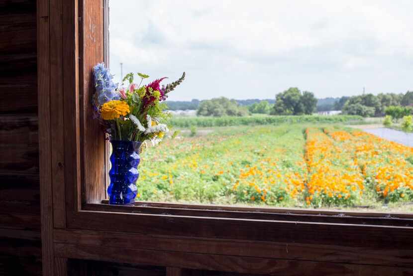 
A vase of fresh cut flowers overlooking the flower fields at the Arnosky Family Farms
