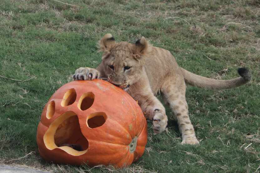 Animals at the Dallas Zoo celebrated Halloween on Tuesday with pumpkins, some filled with...