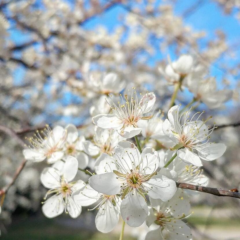 Mexican plum trees have showy white blossoms. 