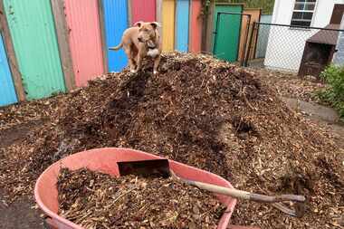 Shredded native tree trimmings are the best choice for mulching bare soil around all food...