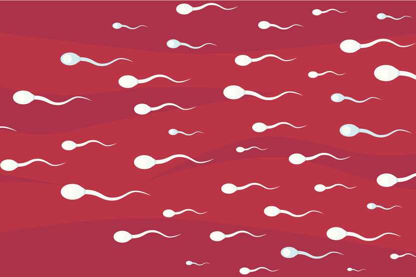 Sperm race to the egg in order to fertilise it.