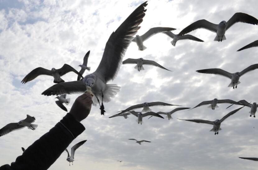 You can find deals where the gulls are: Galveston, South Padre Island and  Corpus...
